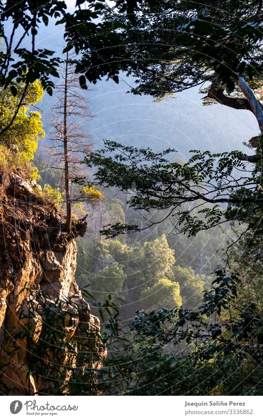 Holding on to the ground Environment Nature Landscape Plant Spring Beautiful weather Tree Leaf Park Forest Rock Waterfall Serene Distress Contentment Relaxation