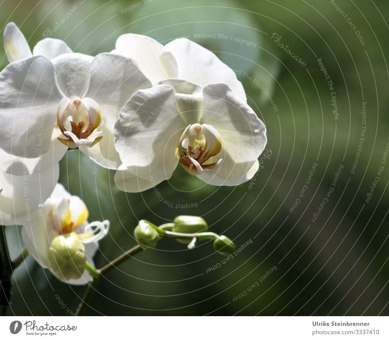 White orchid flower in front of window pane Nature Plant Spring Flower Orchid Blossom Pot plant Exotic Blossoming Fragrance Stand Illuminate Growth Esthetic