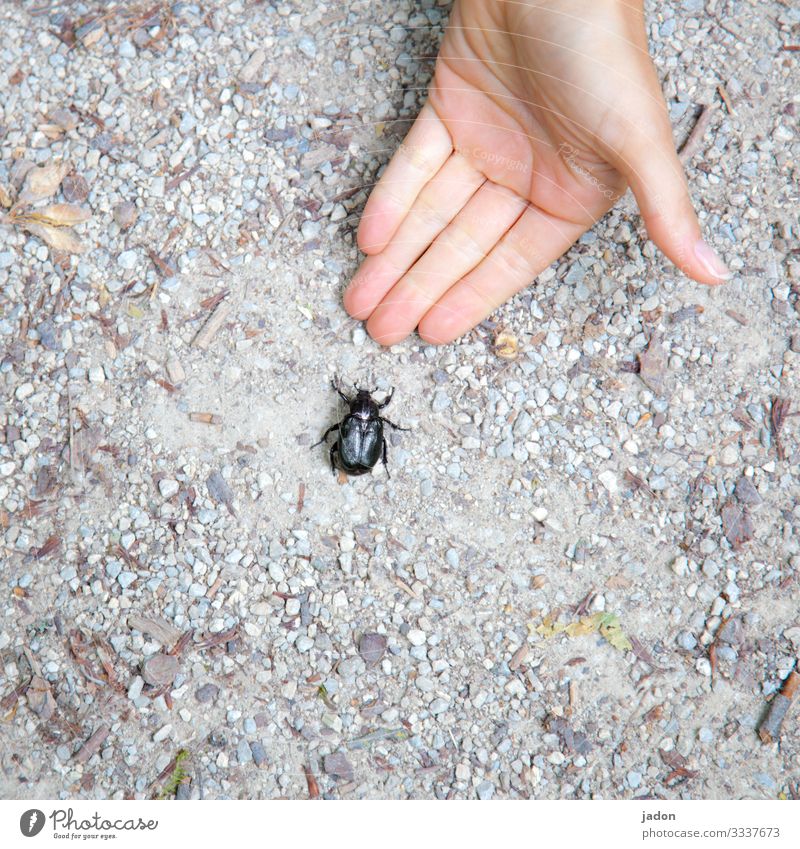 Help. Human being Hand 1 Nature Animal Earth Beautiful weather Lanes & trails Beetle Touch Love of animals Curiosity Interest Environment Colour photo