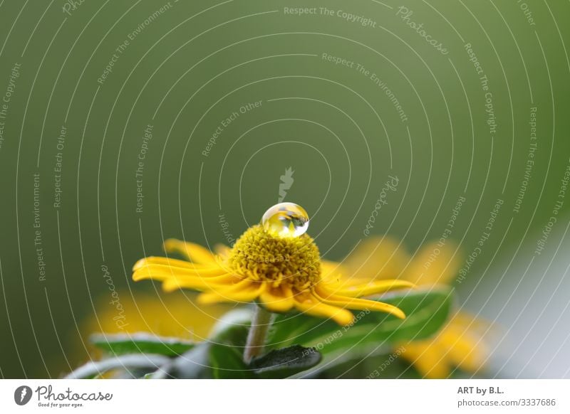 Gently bedded Nature Plant Flower Rudbeckia Garden To fall Glittering Illuminate Faded Yellow Green Emotions Moody Happiness Contentment