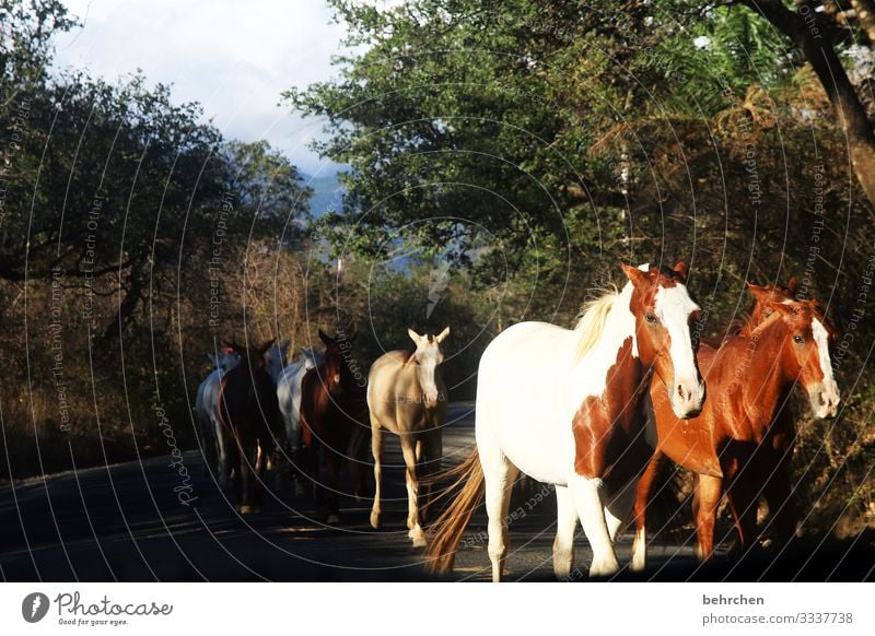 the luck of the earth lies on the back of the horse Fantastic Love of animals Pelt Environment Nature Trip Tourism Vacation & Travel Impressive Adventure