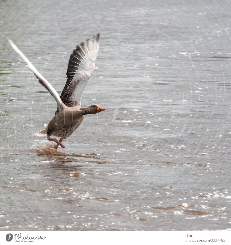 hit the ground running Lake River Hamburg Animal Wild animal Bird Goose 1 Flying Walking Looking Optimism Success Power Willpower Brave Beginning Effort