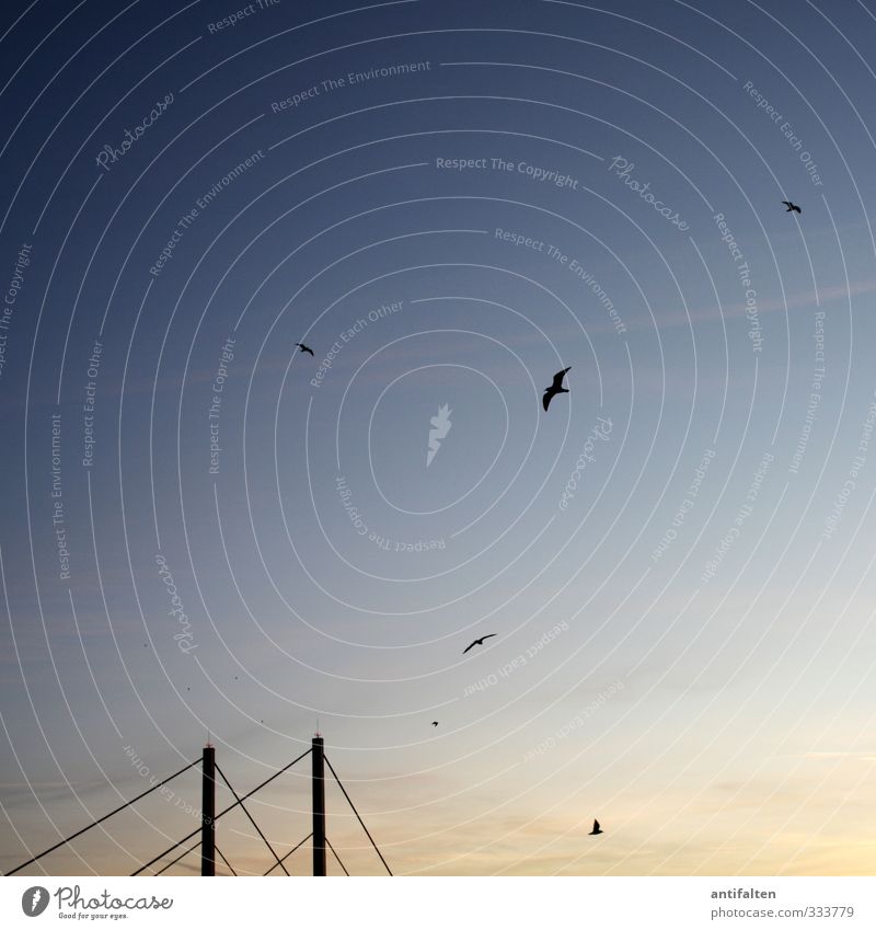 A bridge and 6 birds Nature Sky Cloudless sky Sunrise Sunset Spring Summer Beautiful weather Duesseldorf Downtown Skyline Bridge Animal Bird Wing Seagull