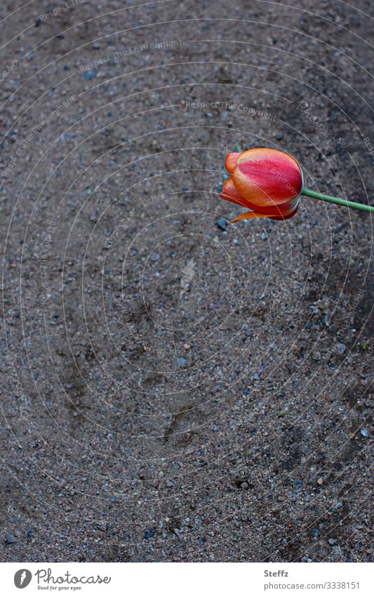 encounter Tulip Tulip blossom flowering tulip Footpath Across differently Surprise Encounter red tulip Blossom Flower Attentive Outstretched vast