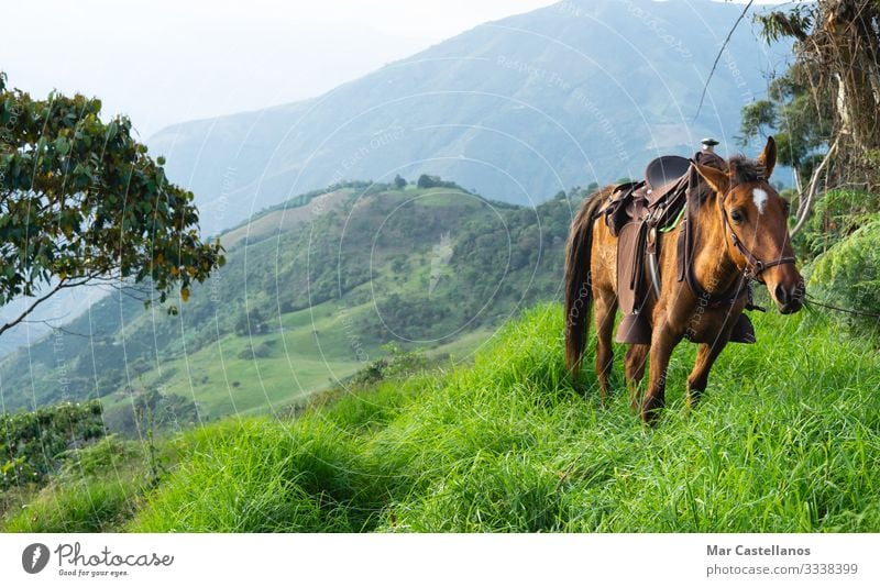 Mule with saddle grazing in natural mountain meadows. Lifestyle Ride Freedom Sightseeing Mountain Hiking Work and employment Agriculture Forestry Animal