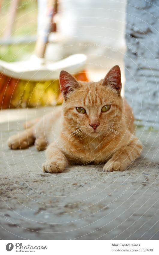 Portrait of lying cat. Calm Animal Spring Moustache Hair Pet Cat 1 Funny Cute Soft Brown Yellow Self Control Nature Mammal Rest felix domesticus felix catus