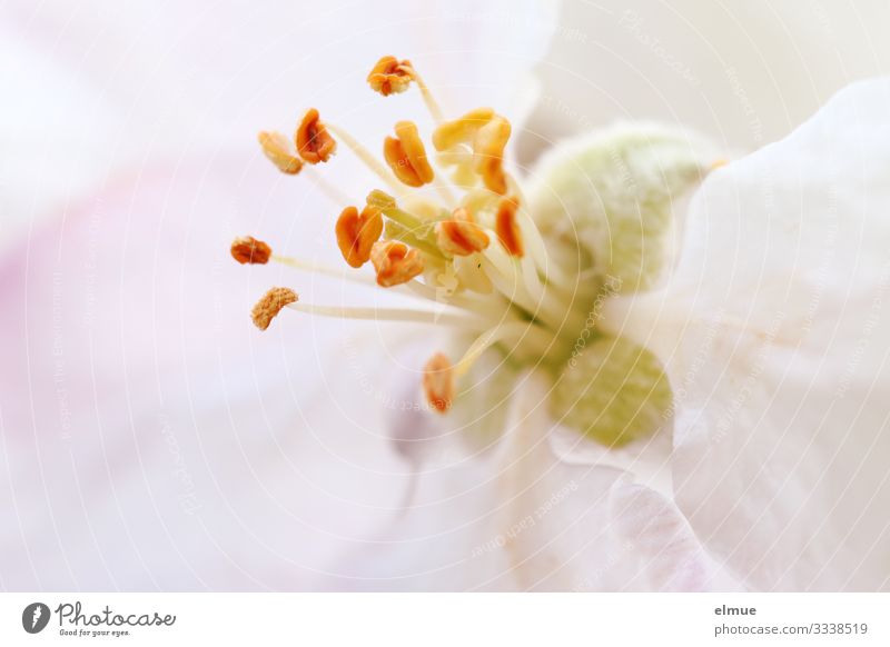 apple blossom Spring Tree Blossom Apple blossom Apple tree Pistil Seed head Stamen Blossom leave Blossoming Eroticism Bright Small Near Orange Pink Emotions