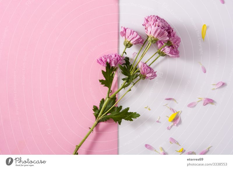 Purple chrysanthemum and petals Beautiful Beauty Photography Flower blooming Blossom Bouquet Branch Bud Cherry Chrysanthemum Daisy Decoration Floral Green