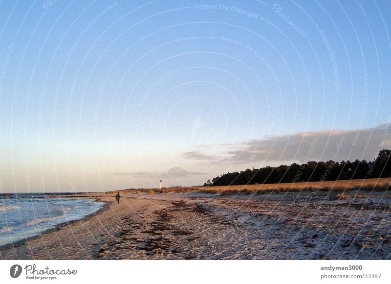 Winter day at the Baltic Sea Forest Beach Loneliness Ocean Sky Clarity Evening Sand