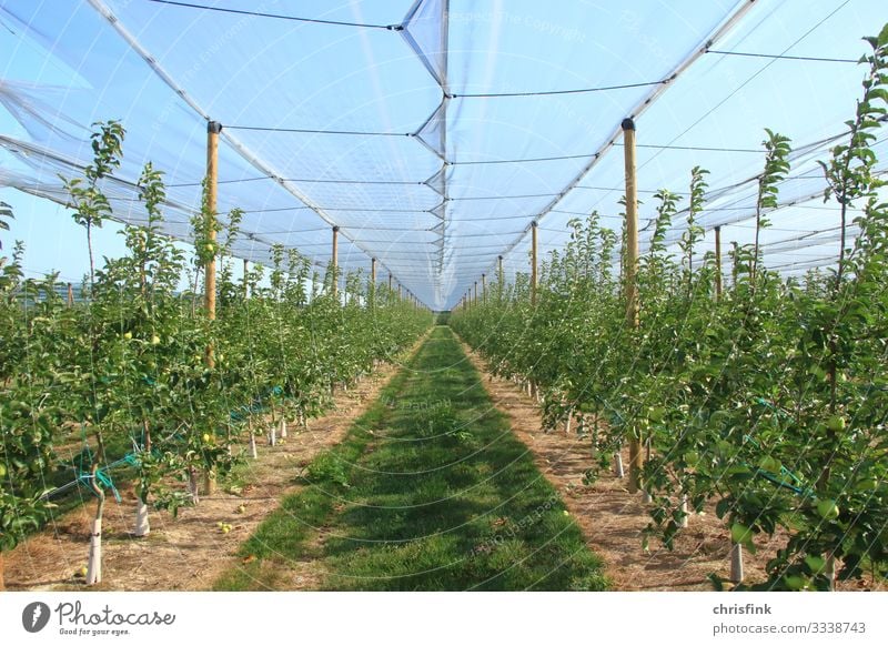 Greenhouse with green plants Food Fruit Apple Nutrition Wellness Agriculture Forestry Environment Nature Plant Climate Climate change Garden Growth Vegetable