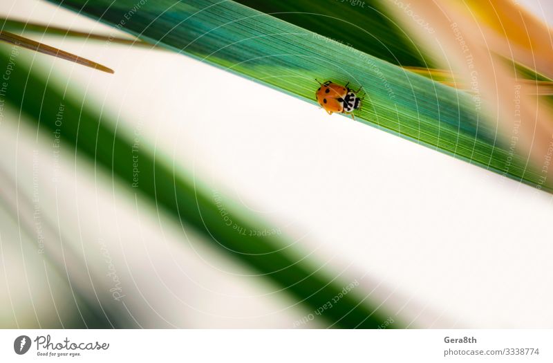 small red spotted beetle sits on a green leaf of a plant Summer Garden Nature Plant Animal Climate Grass Leaf Fresh Bright Small Natural Wild Yellow Green Red