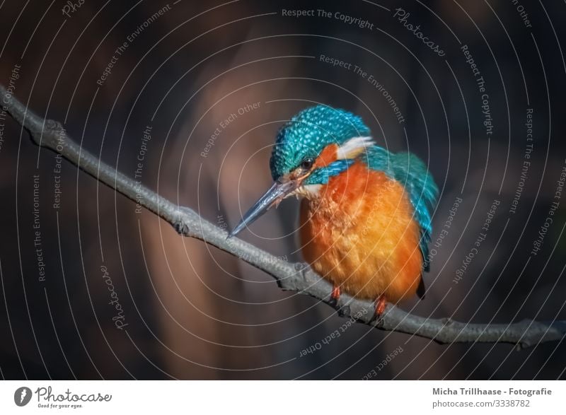 Kingfisher on a branch Environment Nature Animal Sunlight Beautiful weather Tree Twigs and branches Lakeside River bank Wild animal Bird Animal face Wing Claw