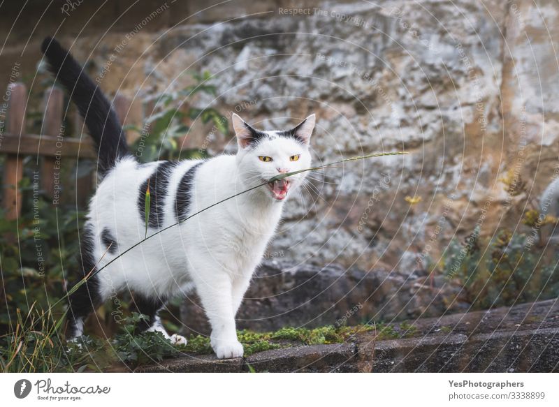 Cat biting a grass thread. Yellow eyes cat staring. Funny cat Landscape Pet 1 Animal Natural Crazy cat biting domestic animal evil eyes free animals funny cat