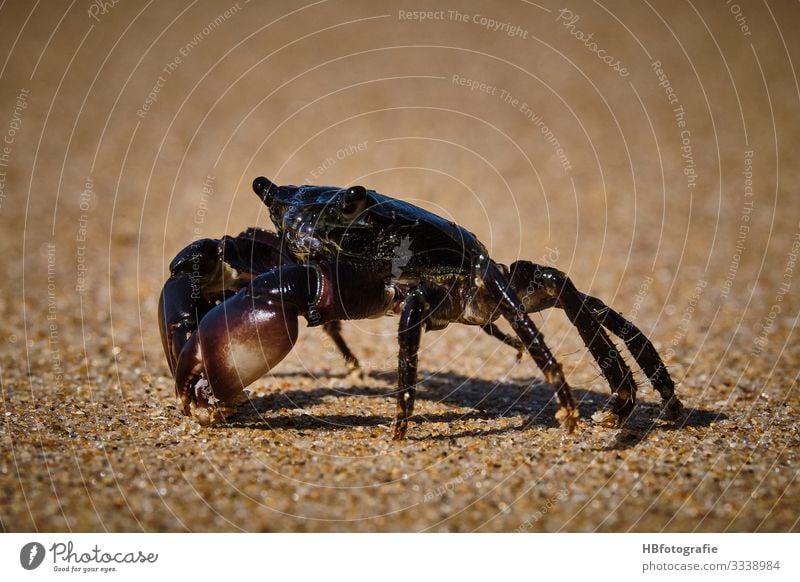 beach dwellers Nature Animal Cancer 1 Environment Beach Shellfish Crawl Shrimp Colour photo Exterior shot Day Worm's-eye view