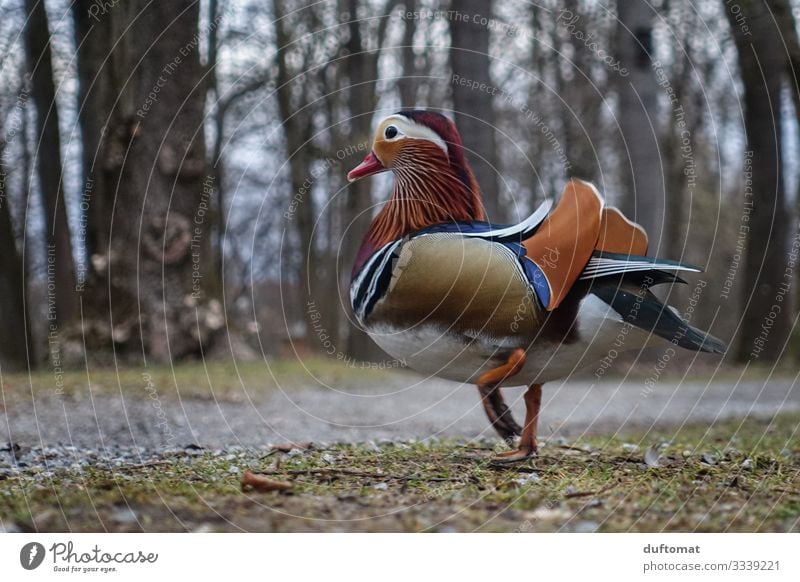 The Stenz from the Au Environment Nature Animal Earth Tree Bushes Park Meadow Field Bog Marsh Pond Lake Wild animal Bird Wing Duck Mandarin duck 1