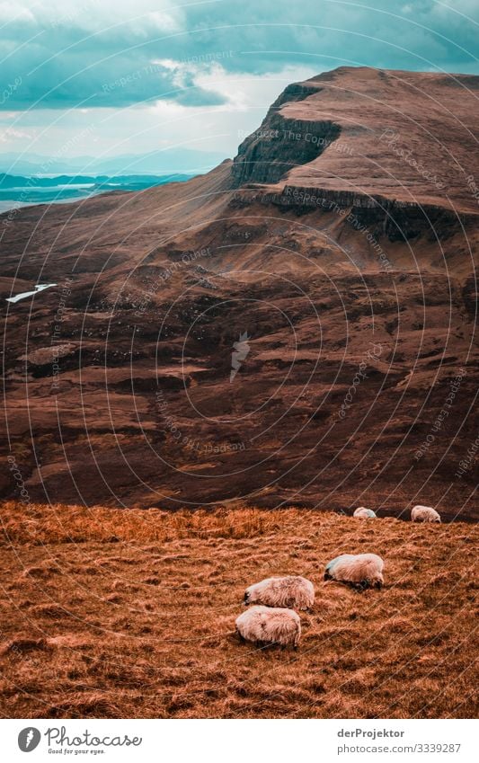 Sheep on Isle of Skye Panorama (View) Deep depth of field Long shot Contrast Shadow Central perspective Light Copy Space bottom Copy Space middle Day