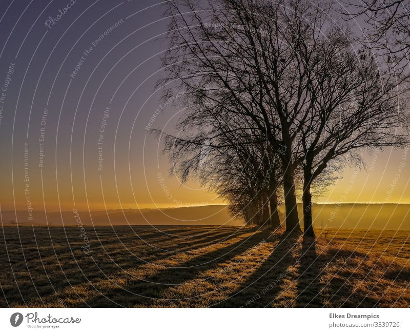 Long shadows Winter Nature Landscape Illuminate Responsibility Attentive Serene Climate Life Eifel Hürtgen Forest Colour photo Exterior shot Evening Sunlight