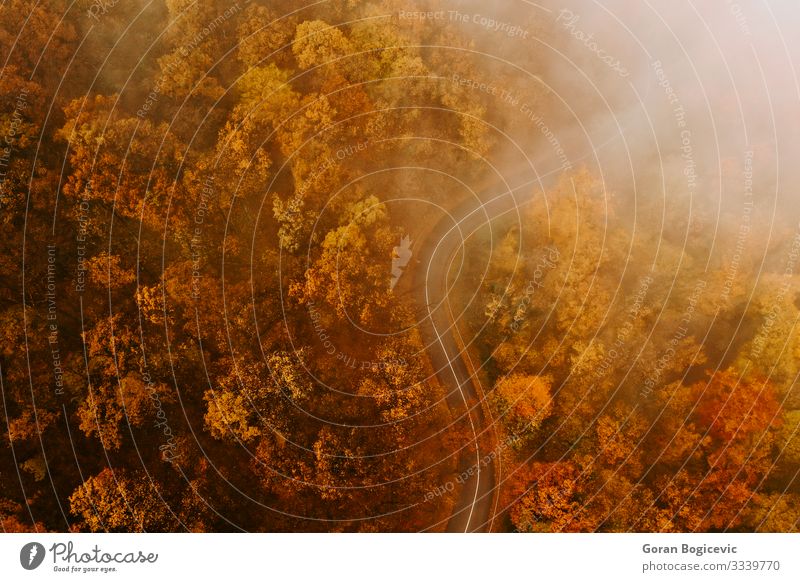 Aerial view of thick forest in autumn with road cutting through Beautiful Vacation & Travel Trip Mountain Nature Landscape Autumn Tree Leaf Forest Transport