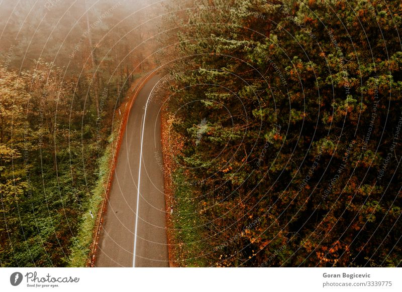 Aerial view of thick forest in autumn with road cutting through Beautiful Vacation & Travel Trip Mountain Nature Landscape Autumn Tree Leaf Foliage plant Forest