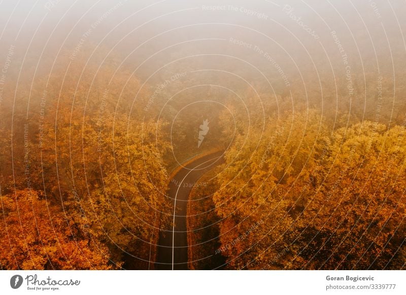 Aerial view of thick forest in autumn with road cutting through Beautiful Vacation & Travel Trip Mountain Nature Landscape Autumn Tree Leaf Forest Transport