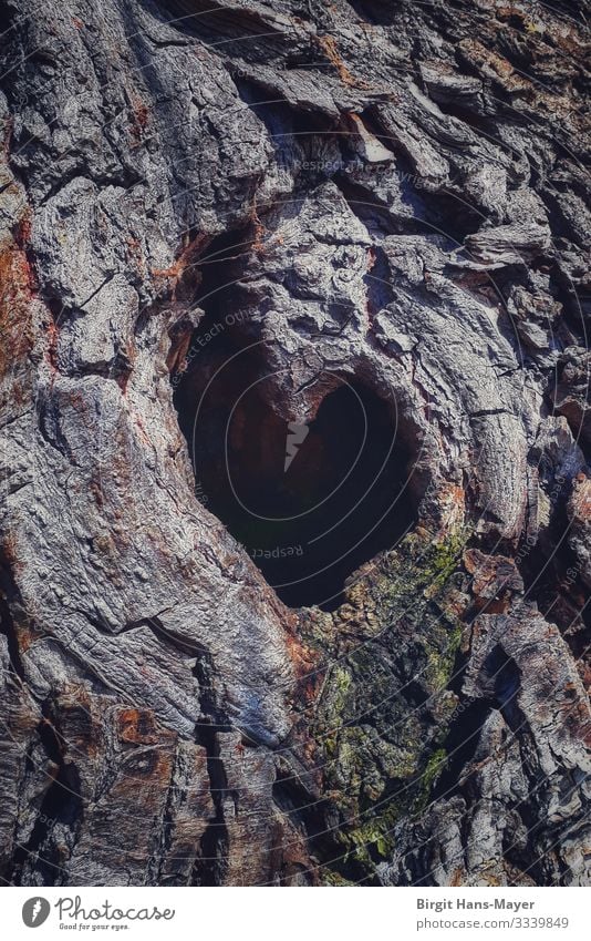 A heart for trees Environment Nature Plant Tree Kitsch Odds and ends Wood Sign Heart Love Sympathy Infatuation Romance Colour photo Subdued colour Exterior shot