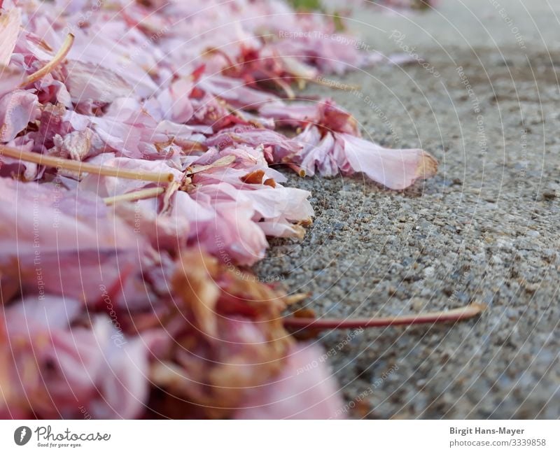 Cherry blossoms withered Environment Nature Plant Spring Blossom Street Village Lanes & trails Esthetic Natural Gray Pink Life Nostalgia Transience Fragile