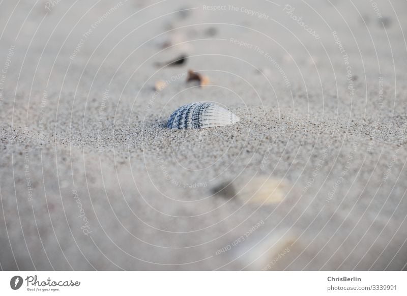 Mussels on the North Sea beach Beach Nature Sand Authentic Exceptional Simple Maritime Calm Esthetic Symmetry Blur Individual Subdued colour Exterior shot