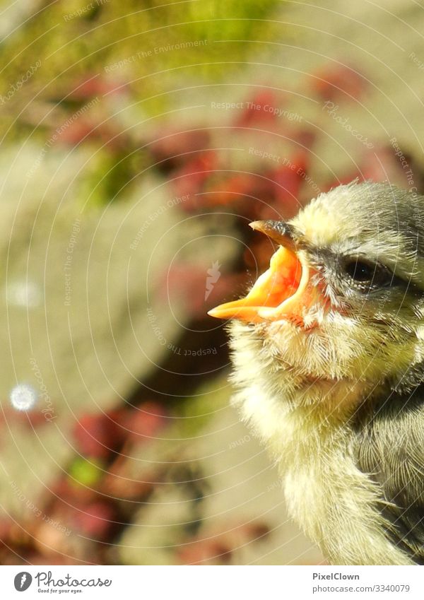 bird Lifestyle Exotic Joy Nature Animal Bird 1 Flying Scream Crazy Yellow Emotions Fear Horror Fear of death Anger Colour photo Exterior shot Close-up Detail