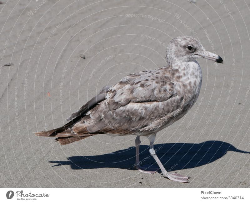 seagull Bird Sky Flying Grand piano Black-headed gull Beach Beak