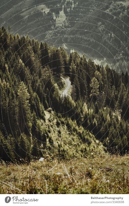 View from a mountain slope (path through forest) Far-off places Freedom Summer Mountain Hiking Environment Nature Landscape Plant Sun Weather Warmth Tree Grass