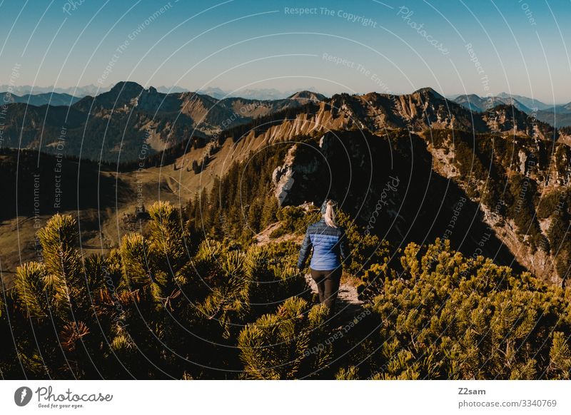 Hiking on the Brecherspitz | Bavaria crusher tip mountain Alps Peak Forest panorama Going Athletic Sports shrubby warm Autumn Green Brown Woman Blue sky Lonely