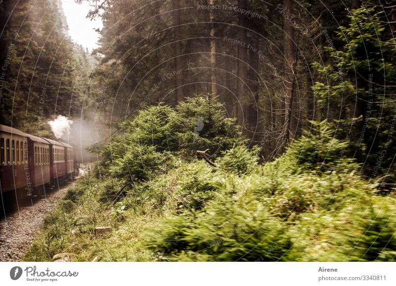 the train is running again Steamlocomotive Forest Harz Brocken Brocken Railway Trip Train travel Historic Movement Brown Green White Undergrowth Railroad tracks