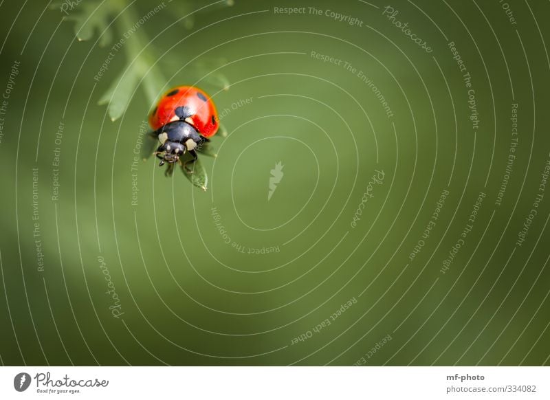 cul-de-sac Happy Nature Plant Spring Animal Beetle Ladybird Flying Green Red Colour photo Exterior shot Macro (Extreme close-up)