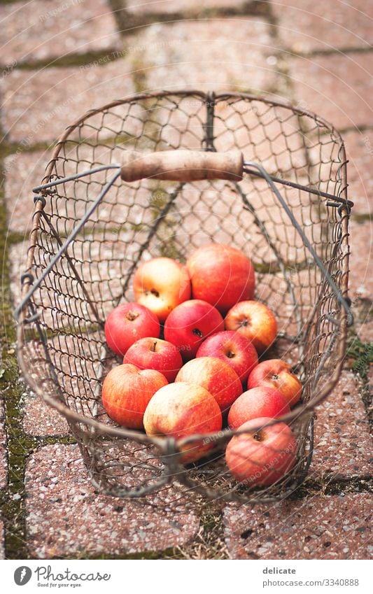 apple harvest Fruit Garden Autumn late summer Fruit garden fruit Fruit trees fruit harvest Harvest Mature Delicious Food Organic produce Nature Colour photo