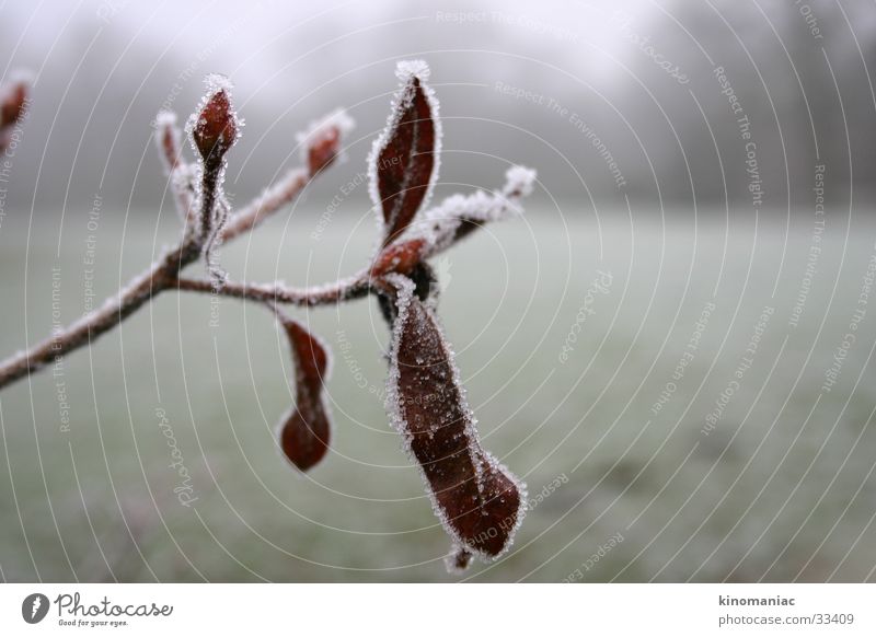 freezing Blossom Park Frozen Winter Hoar frost Ice