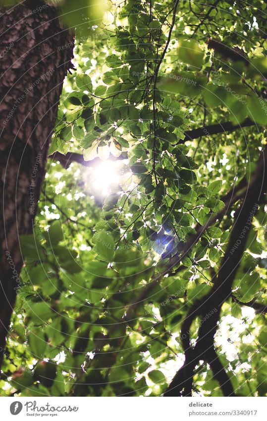 leaf canopy Forest Twigs and branches twigs Nature Tree Exterior shot Deserted Leaf Plant Tree trunk Green Environment Autumn Landscape Brown bokeh Forest walk