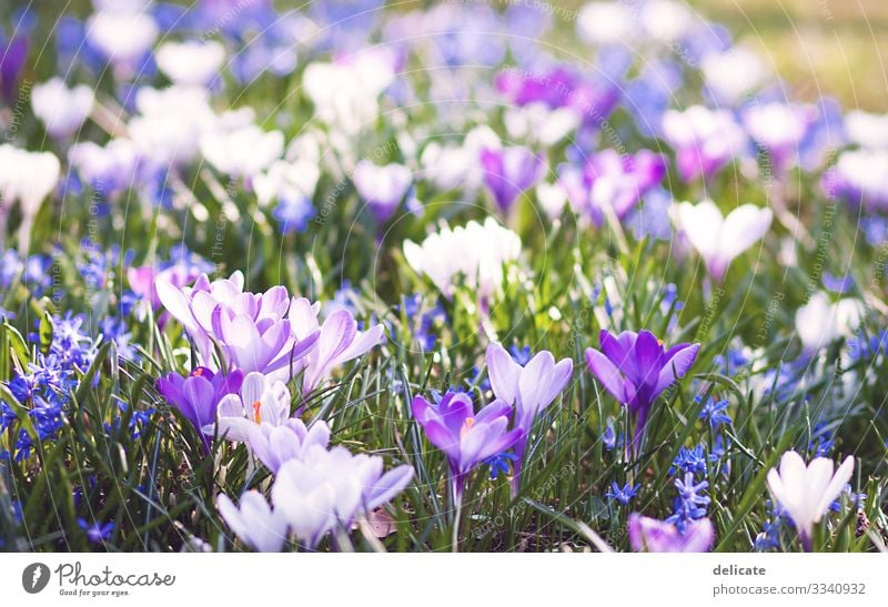 crocuses Crocus crocus blossom Bouquet Flower Spring Blossom Plant Violet Nature Close-up Garden Blossoming Exterior shot Colour photo Macro (Extreme close-up)