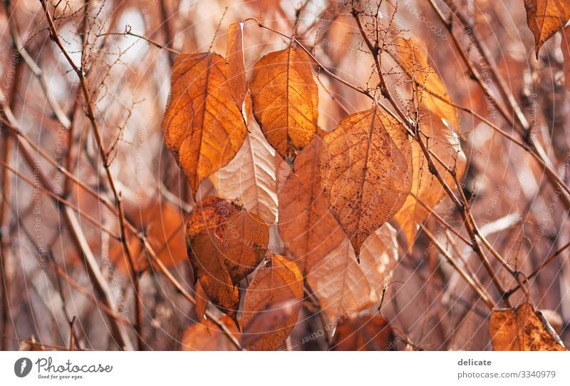 autumn Autumn Colour photo Habitat Dry Multicoloured Shadow Contrast Mixed forest Deciduous tree Seasons To go for a walk Break Ease Autumnal Brown Yellow Rain