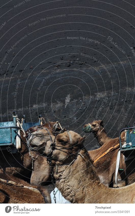 camels Camels animals Tourism Timanfaja Animal Nature Exterior shot Mammal Deserted fauna Wild animal Transport Multicoloured animal world Colour photo Brown