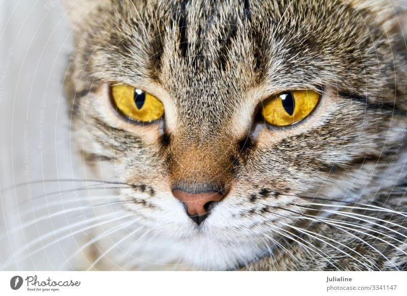 Cat portrait with yellow eyes Animal Moustache Pet Stripe Yellow Gray Mammal whiskers sideburns Colour photo Multicoloured