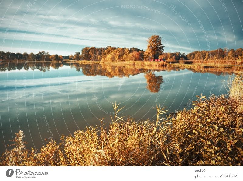 haven of peace Environment Nature Landscape Plant Air Water Sky Cloudless sky Horizon Autumn Beautiful weather Tree Bushes Lakeside Pond Street Truck Calm Idyll