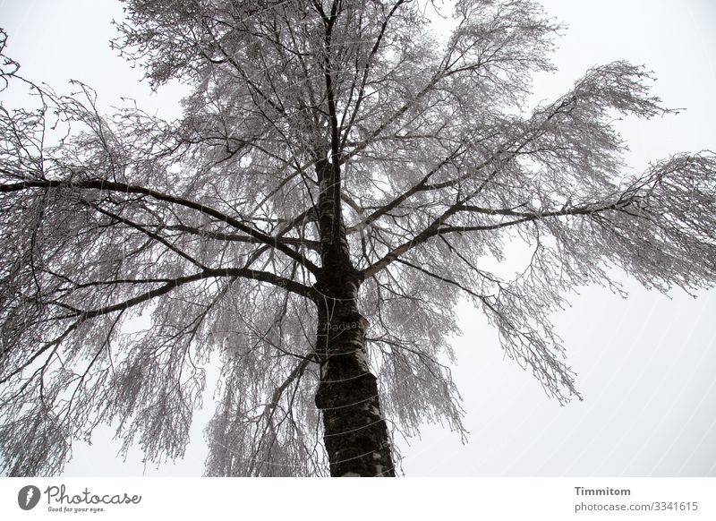 Ice Age | tree ornaments Environment Plant Sky Clouds Winter Frost Tree Park Franconia Esthetic Cold Natural Gray Black Ice age Colour photo Exterior shot