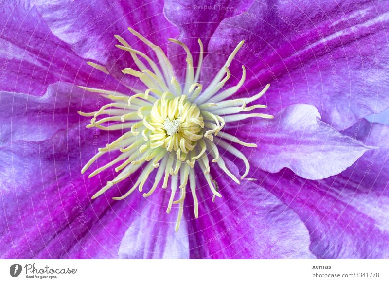 pink clematis Spa Garden Plant Spring Summer Flower Blossom Clematis Beautiful Yellow Pink xenias Colour photo Close-up Detail Macro (Extreme close-up) Deserted