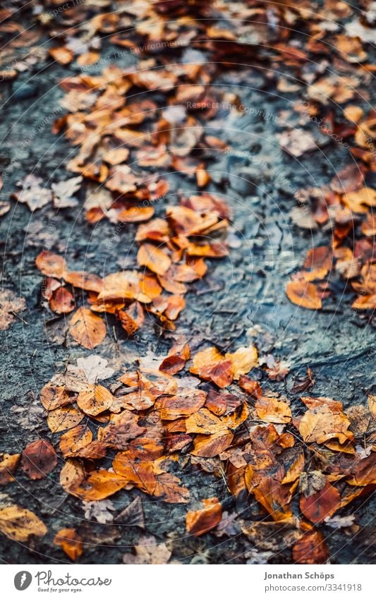 Autumn leaves on the forest floor Evening sun Twilight colourfulness Warm light evening sunlight Background picture transient Transience change of seasons