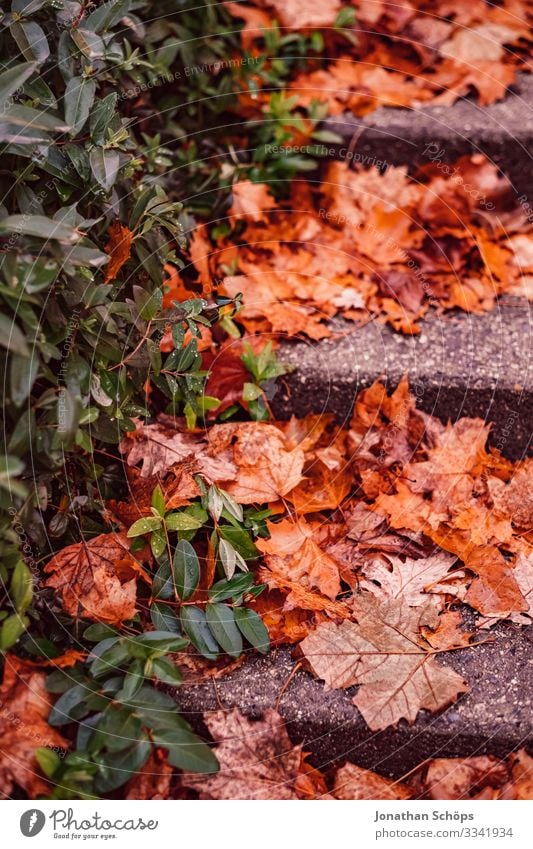 Autumn leaves on a slippery staircase Evening sun Twilight colourfulness Warm light evening sunlight Background picture transient Transience change of seasons