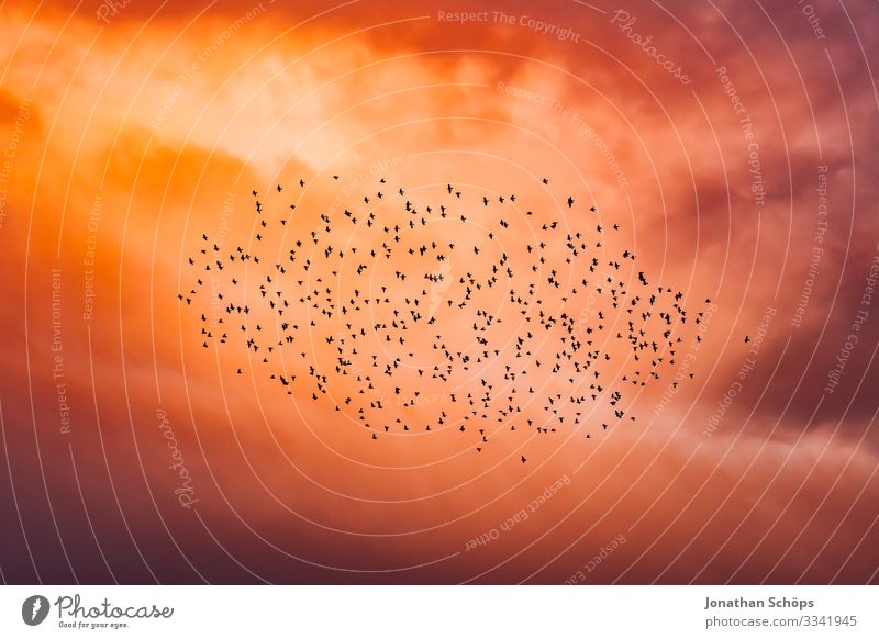 Flock of birds in the red evening sky Evening sun Twilight animals Flying Many quantity Major event mass panic group Assembly Red Sunset swarm intelligence