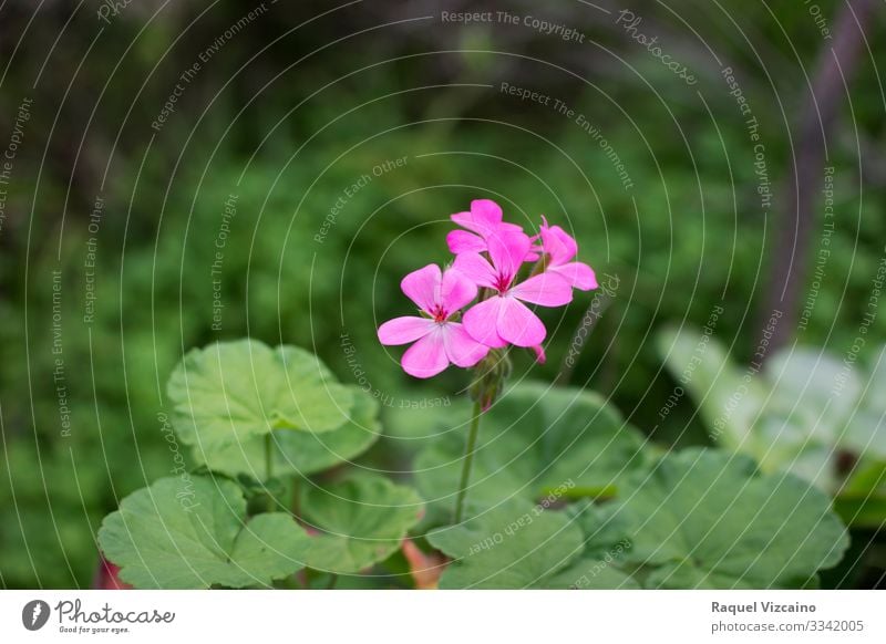 Pink flower in spring Summer Garden Nature Plant Spring Flower Leaf Blossom Forest Natural Wild Green Purple violet rose Floral geranium blosson leave beauty