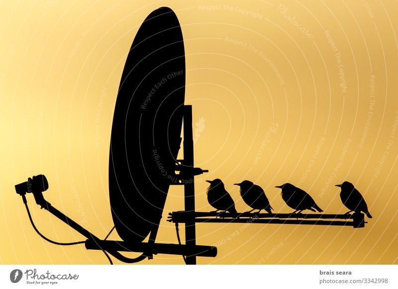 Birds perched on TV antenna Beautiful Leisure and hobbies Living or residing House (Residential Structure) House building TV set Technology