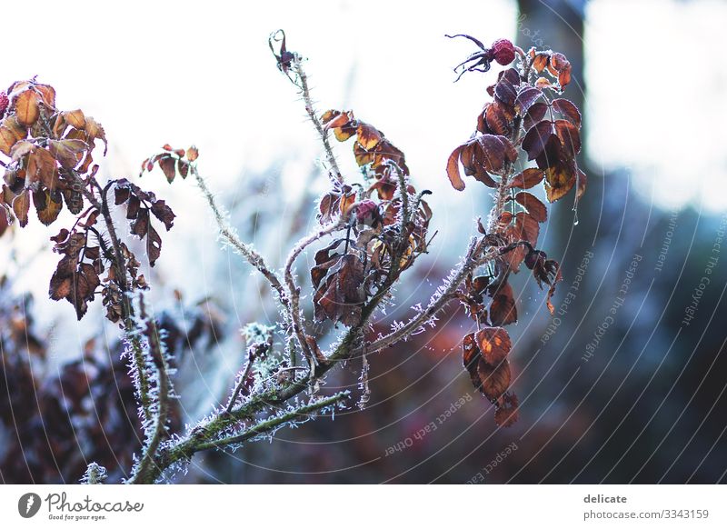 winter Winter Winter mood Winter's day Twigs and branches Branch Winter light Frost chill Snow Ice Rose hip shrub Hedge bokeh exempt leaves Frozen Blue Gray