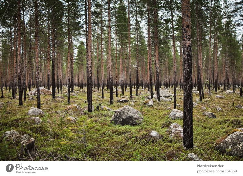 boulders Calm Meditation Fragrance Trip Hiking Agriculture Forestry Nature Landscape Tree Rock Wait Sustainability Arrangement Stagnating Moody Environment